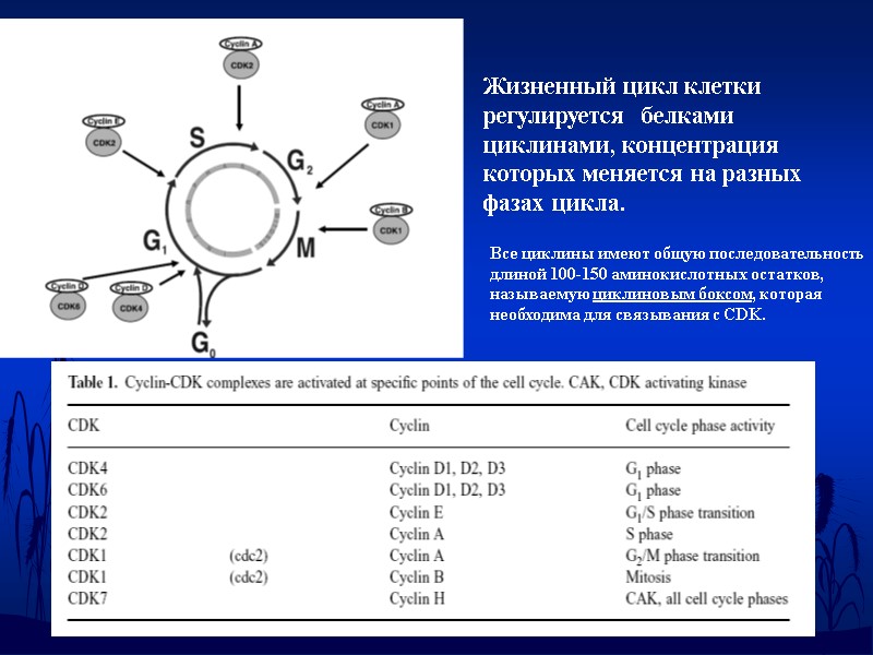 Все циклины имеют общую последовательность длиной 100-150 аминокислотных остатков, называемую циклиновым боксом, которая необходима
